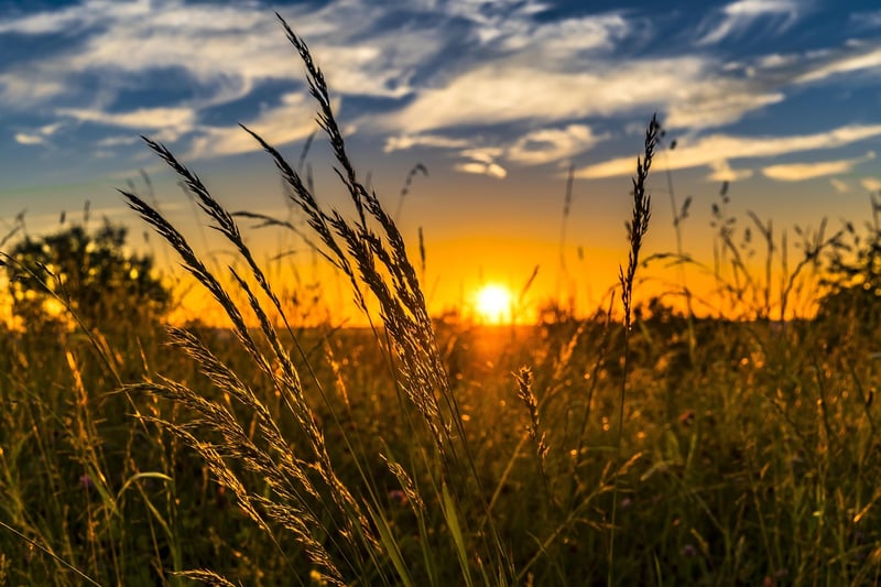 Sunrise Farm Field Agriculture